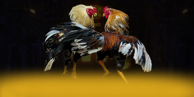 KUWIN – Cổng game bài đáng chơi nhất, được cộng đồng game thủ tin tưởng.