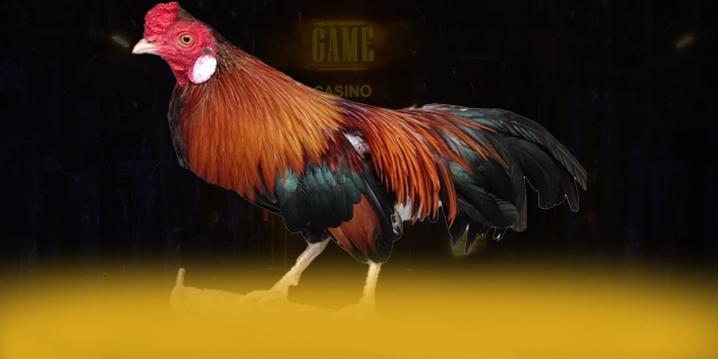 VWIN - Cổng game mượt mà hiện nay