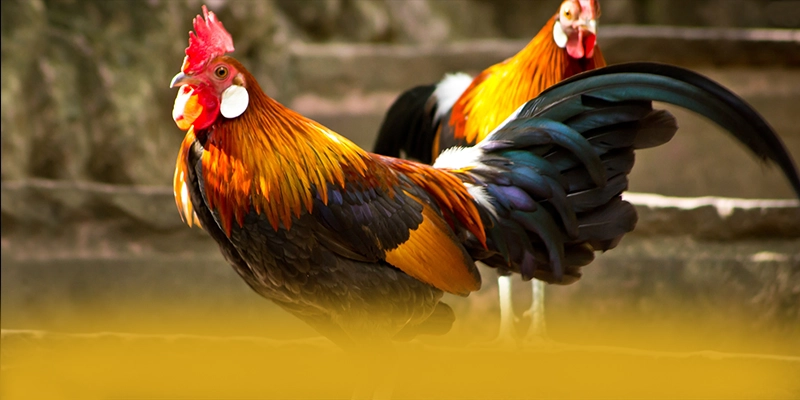 tỷ lệ kèo bóng đá - Nền tảng cá cược cung cấp hàng trăm tựa game đẳng cấp được giới cược thủ tin tưởng – Khám phá tỷ lệ kèo bóng đá