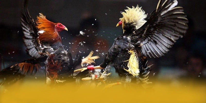 WIN79 - Cổng trò chơi được cộng đồng săn đón được yêu thích hàng đầu – Điểm qua WIN79