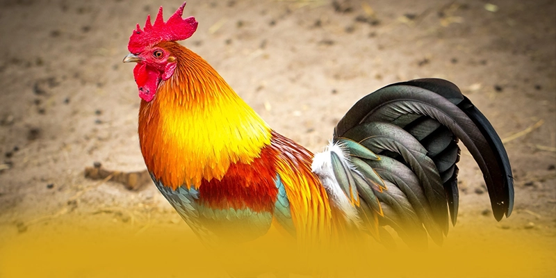 RR99 - Cổng game đang làm mưa làm gió được yêu thích nhất – Tổng hợp game hot tại RR99