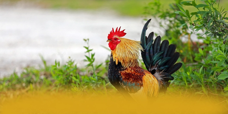 
Khám phá FC88 - Sân chơi uy tín tại Việt Nam
