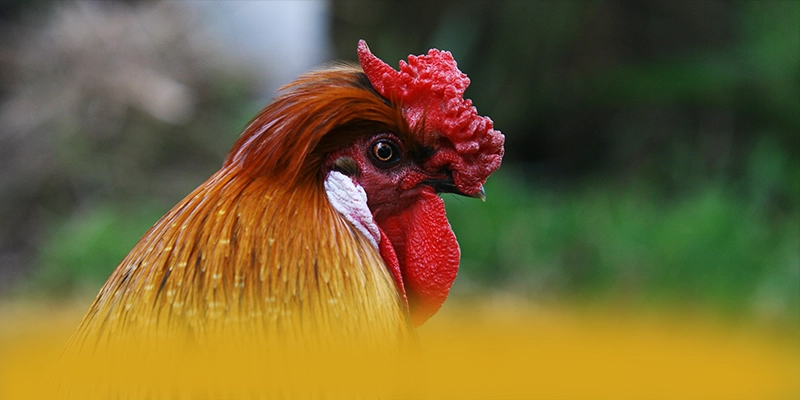 FC88 - Nhà cái có quà tặng đặc biệt được cộng đồng game thủ yêu thích – Cập nhật event và quà tặng tại FC88