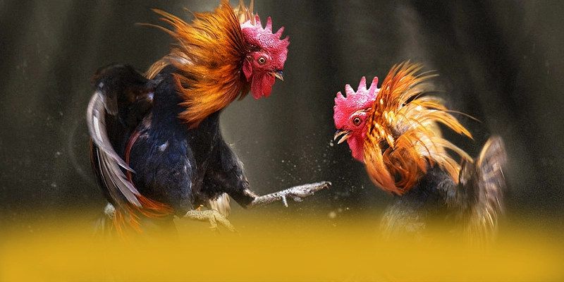 FC88 – Cổng giải trí phổ biến nhất, được giới cược thủ đánh giá cao.