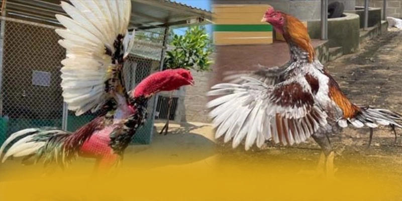 
Điểm nổi bật tại KKWIN - Cổng giải trí được nhiều người chơi lựa chọn cho người chơi
