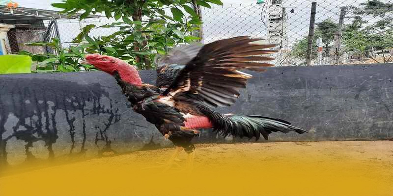 NK88 – Cổng game được nhiều người chơi lựa chọn, khẳng định vị thế hàng đầu tại Việt Nam.